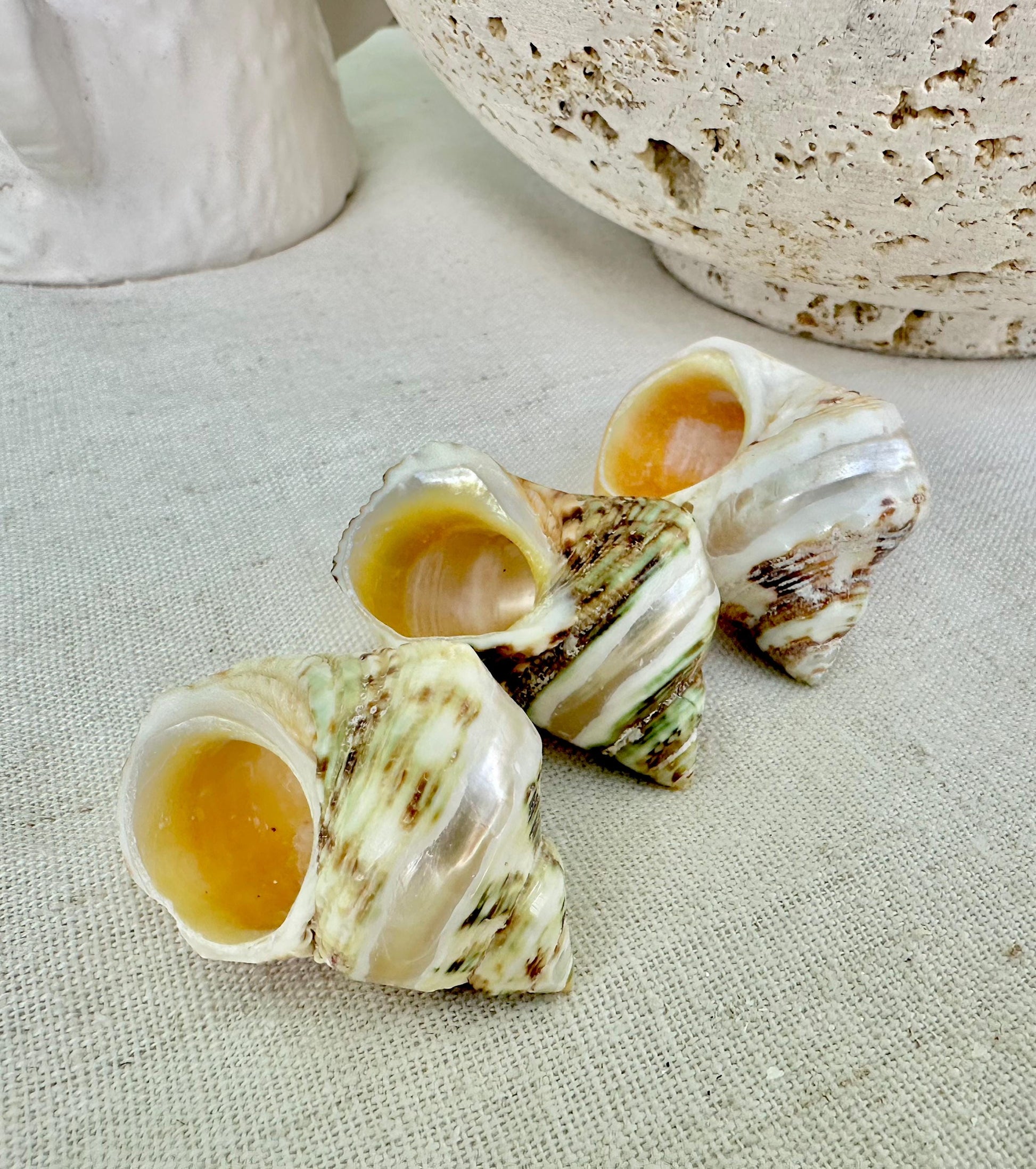 1.5-2" Shells Set of 3 Polished Banded Goldmouth Turbo Seashells Opening .75-1" Display Home Nautical Natural Décor Hermit Crab