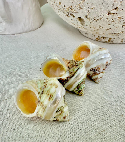 GOLDMOUTH TURBO SHELLS *1.5-2" Set of 3 *Natural Polished Banded Orange Hermit Crab Seashells Opening .75-1" Coastal Beach Home Décor