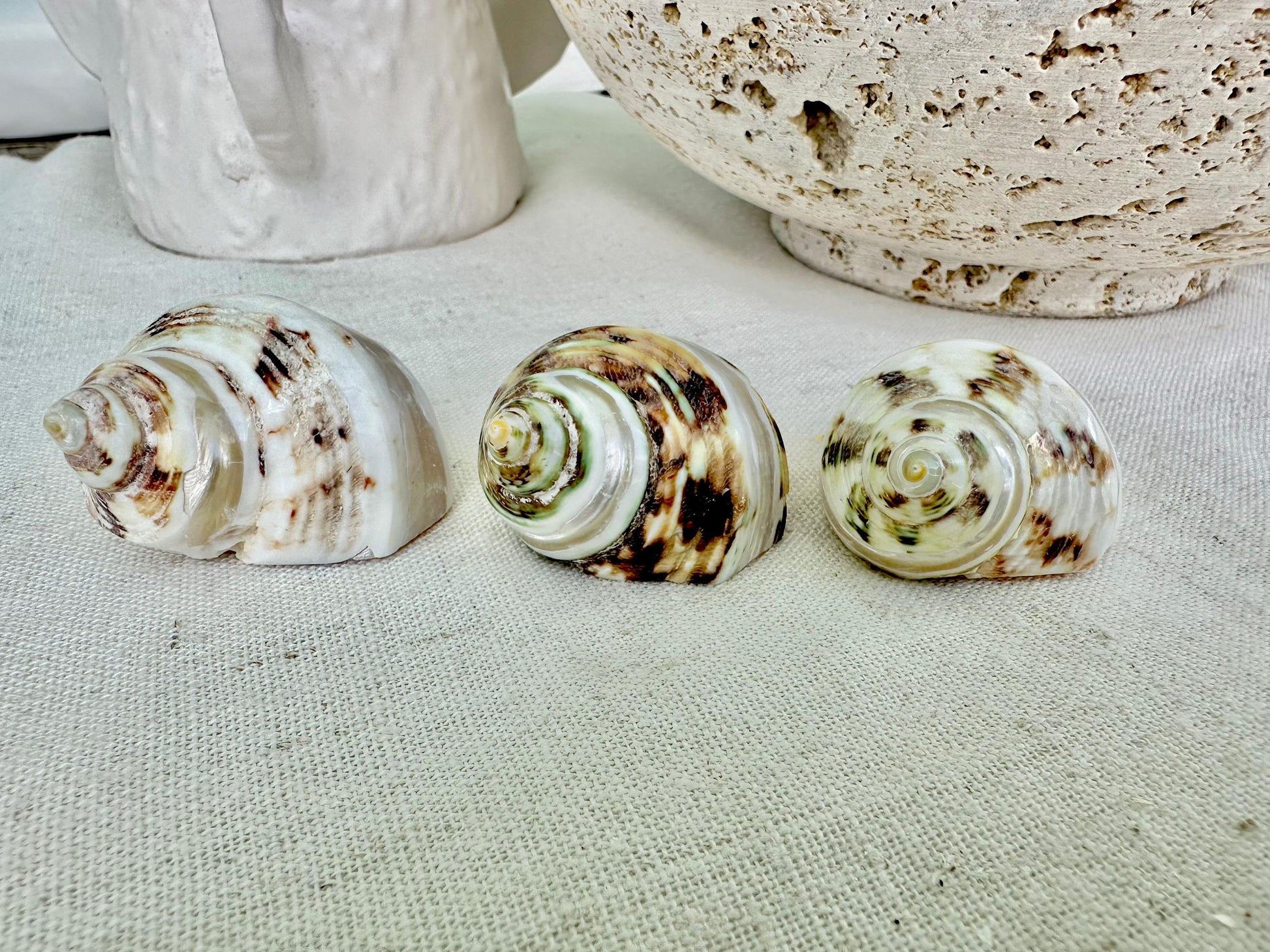 1.5-2" Shells Set of 3 Polished Banded Goldmouth Turbo Seashells Opening .75-1" Display Home Nautical Natural Décor Hermit Crab