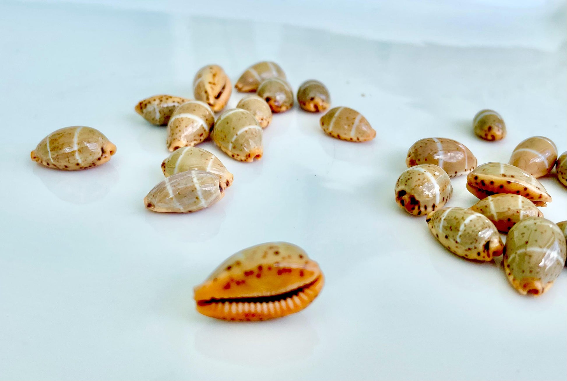 CYPRAEA LUTEA COWRIE Shell .5-.75" Natural Orange Brown Striped Cowry Seashell