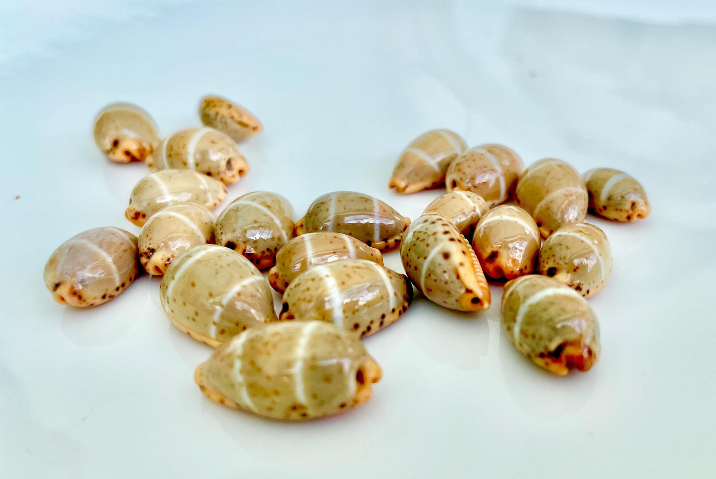 CYPRAEA LUTEA COWRIE Shell .5-.75" Natural Orange Brown Striped Cowry Seashell