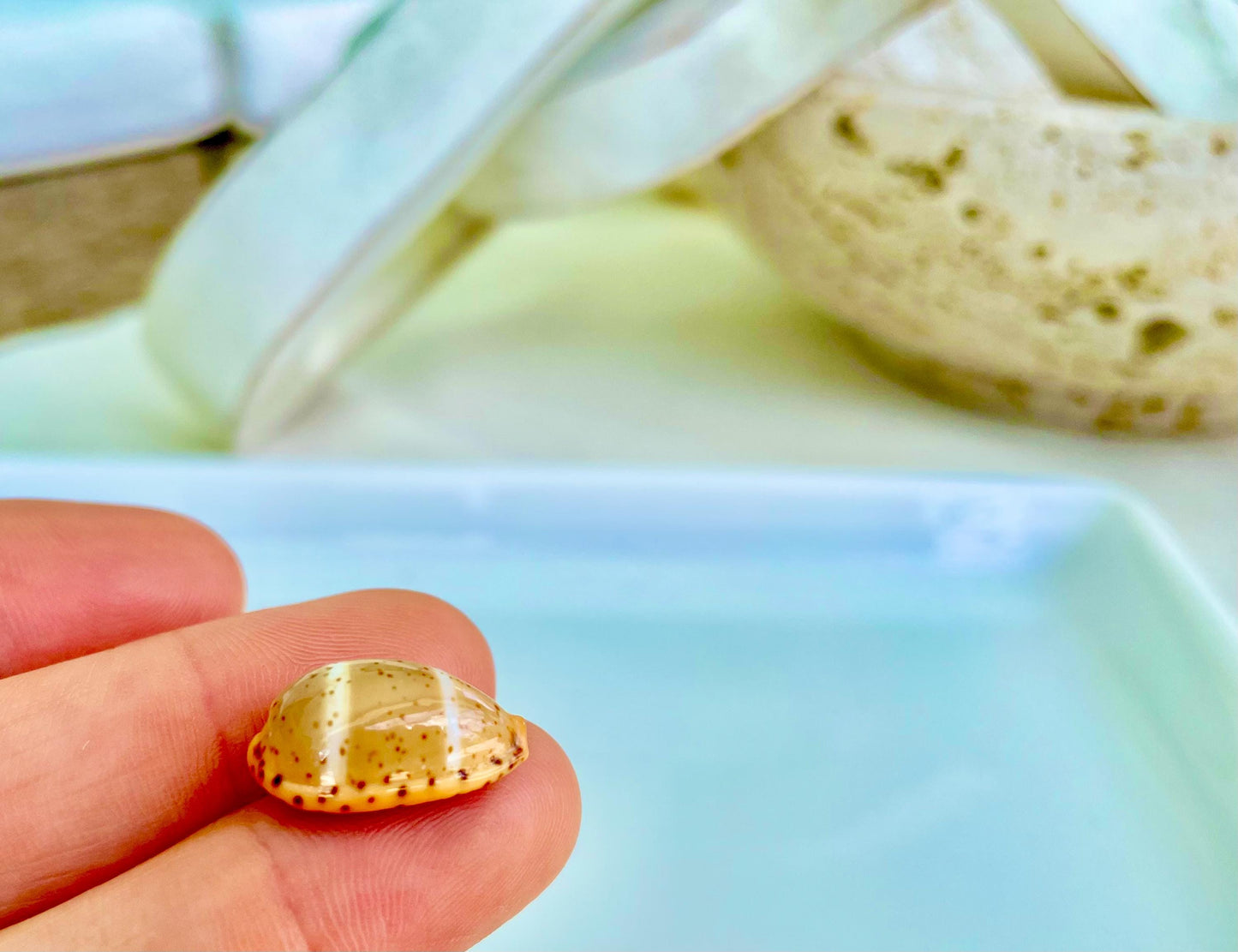 CYPRAEA LUTEA COWRIE Shell .5-.75" Natural Orange Brown Striped Cowry Seashell