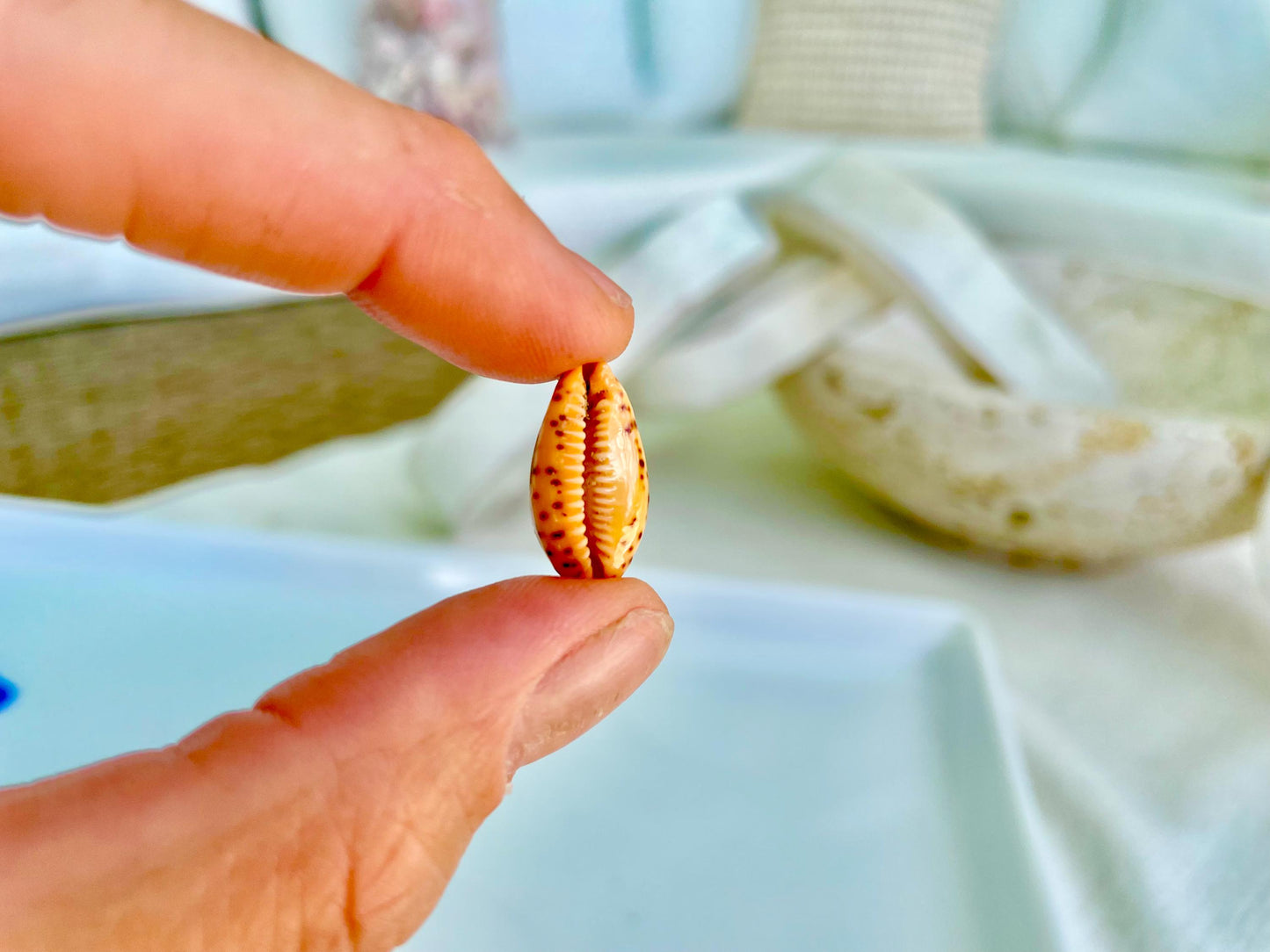 CYPRAEA LUTEA COWRIE Shell .5-.75" Natural Orange Brown Striped Cowry Seashell