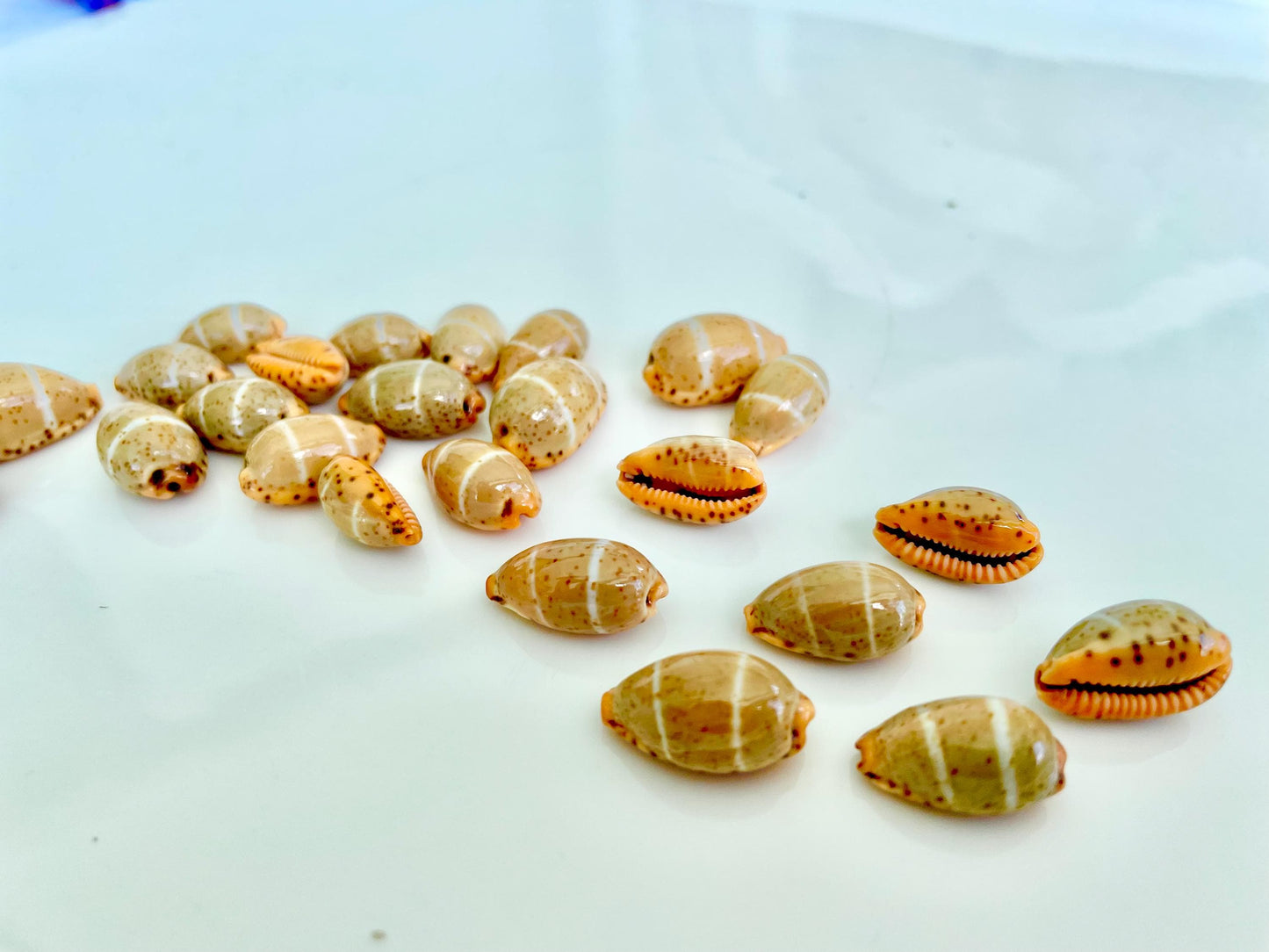 CYPRAEA LUTEA COWRIE Shell .5-.75" Natural Orange Brown Striped Cowry Seashell