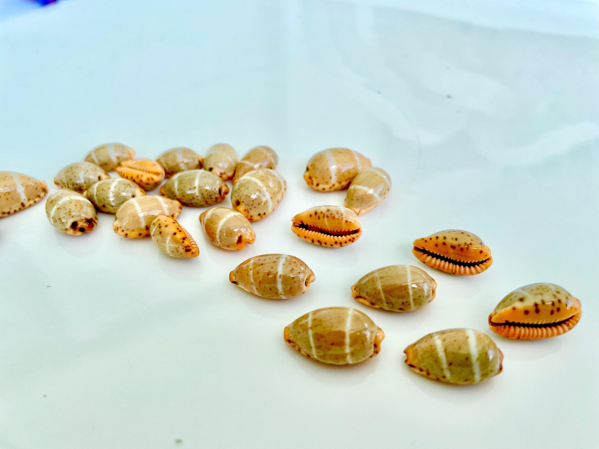 CYPRAEA LUTEA COWRIE Shell .5-.75" Natural Orange Brown Striped Cowry Seashell