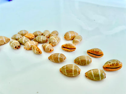 CYPRAEA LUTEA COWRIE Shell .5-.75" Rare Collectors Striped Cowry Seashell