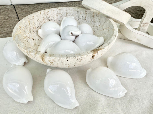 WHITE EGG COWRIE Shells *All Sizes* Craft Seashell Coastal Beach Home Décor