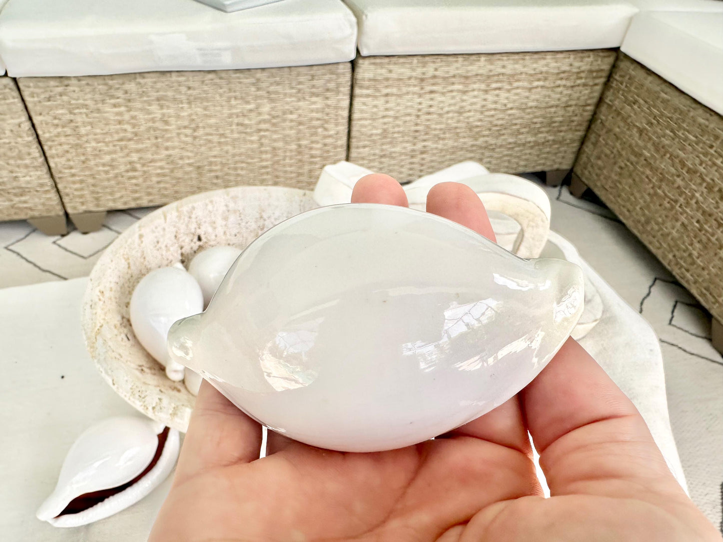 Pick Size-Big WHITE Cowrie Shell Egg Cowry Ovula Display Shell Seashell Home Beach Nautical Coastal Crafts Art Décor