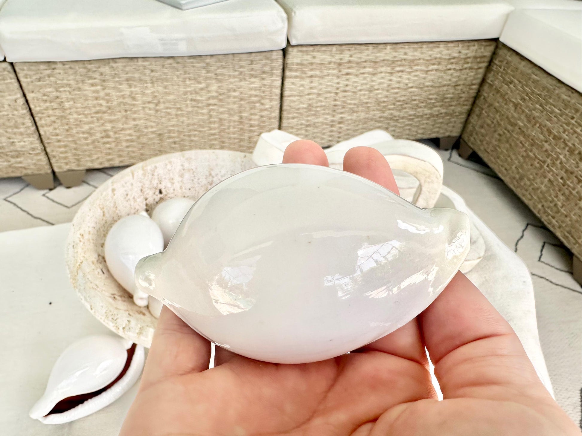 Pick Size-Big WHITE Cowrie Shell Egg Cowry Ovula Display Shell Seashell Home Beach Nautical Coastal Crafts Art Décor