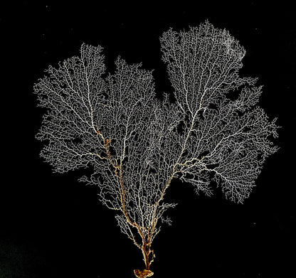 White 100% Natural Color Real Dried Sea Fans All Sizes 7-22" For Framing Ocean Reef Beach Coastal Décor Decoration Crafts Display