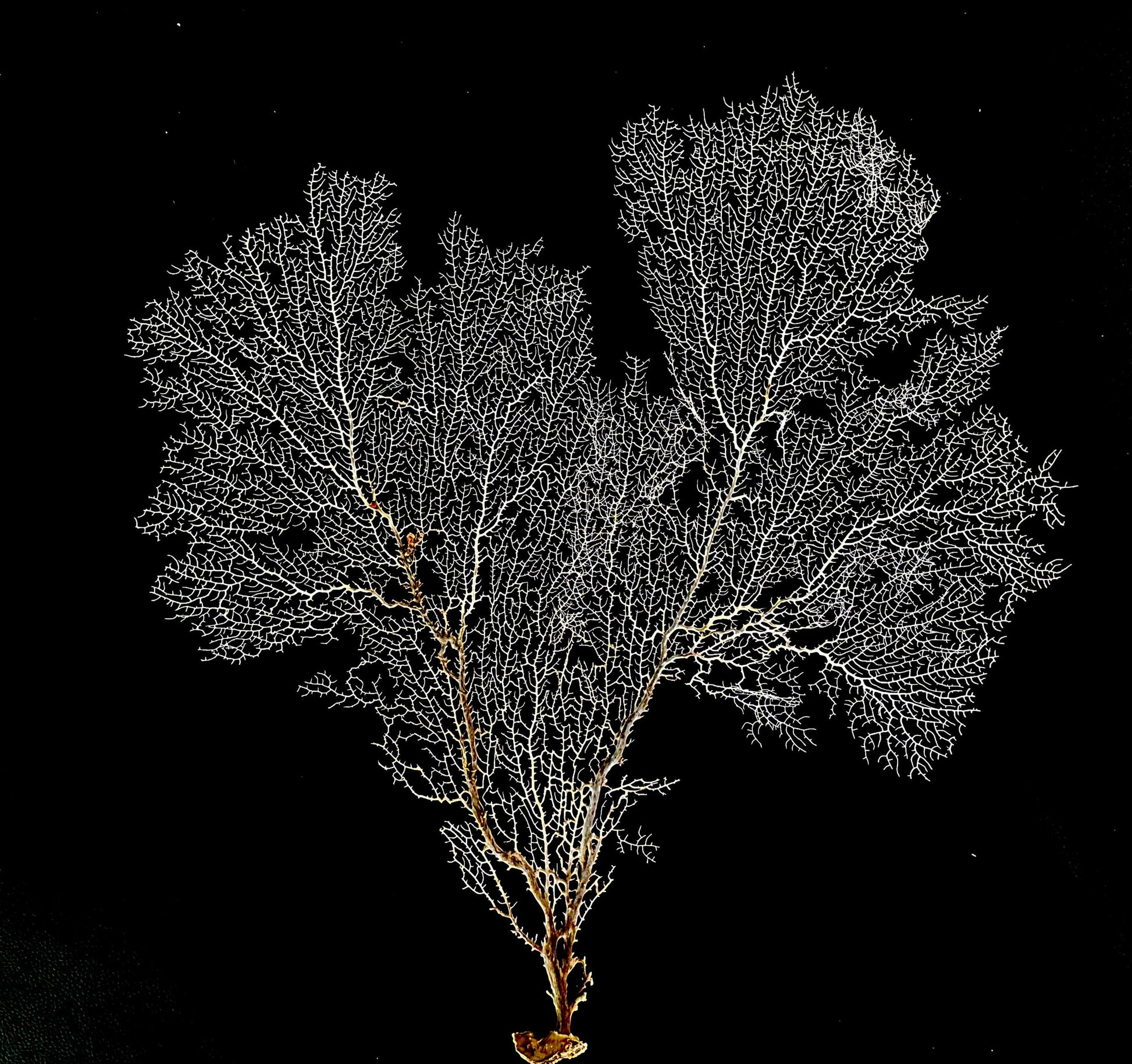 Natural Dried White Sea Fans (5"-20") *You Choose Size* Beach Coastal Décor
