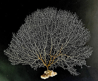 White 100% Natural Color Real Dried Sea Fans All Sizes 7-22" For Framing Ocean Reef Beach Coastal Décor Decoration Crafts Display