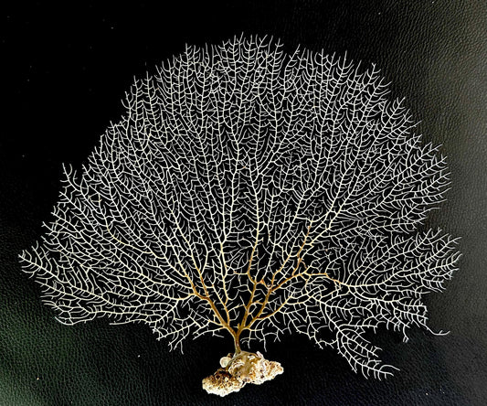 White 100% Natural Color Real Dried Sea Fans All Sizes 7-22" For Framing Ocean Reef Beach Coastal Décor Decoration Crafts Display