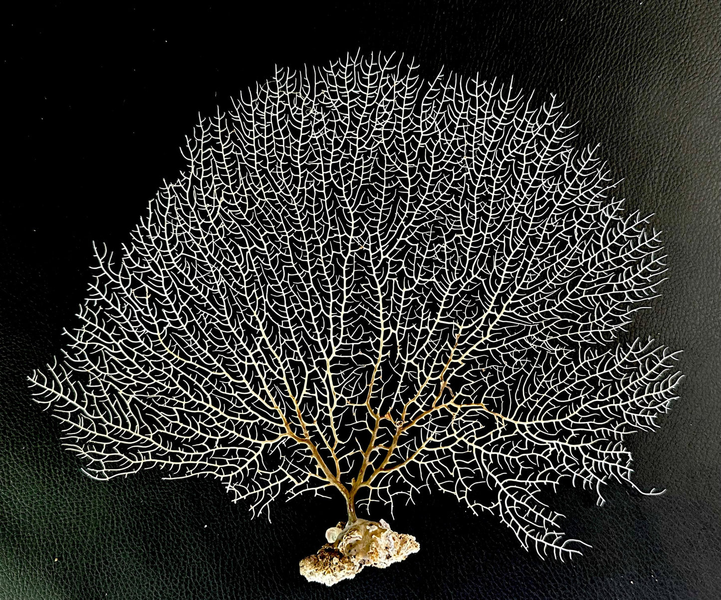Natural Dried White Sea Fans (5"-20") *You Choose Size* Beach Coastal Décor