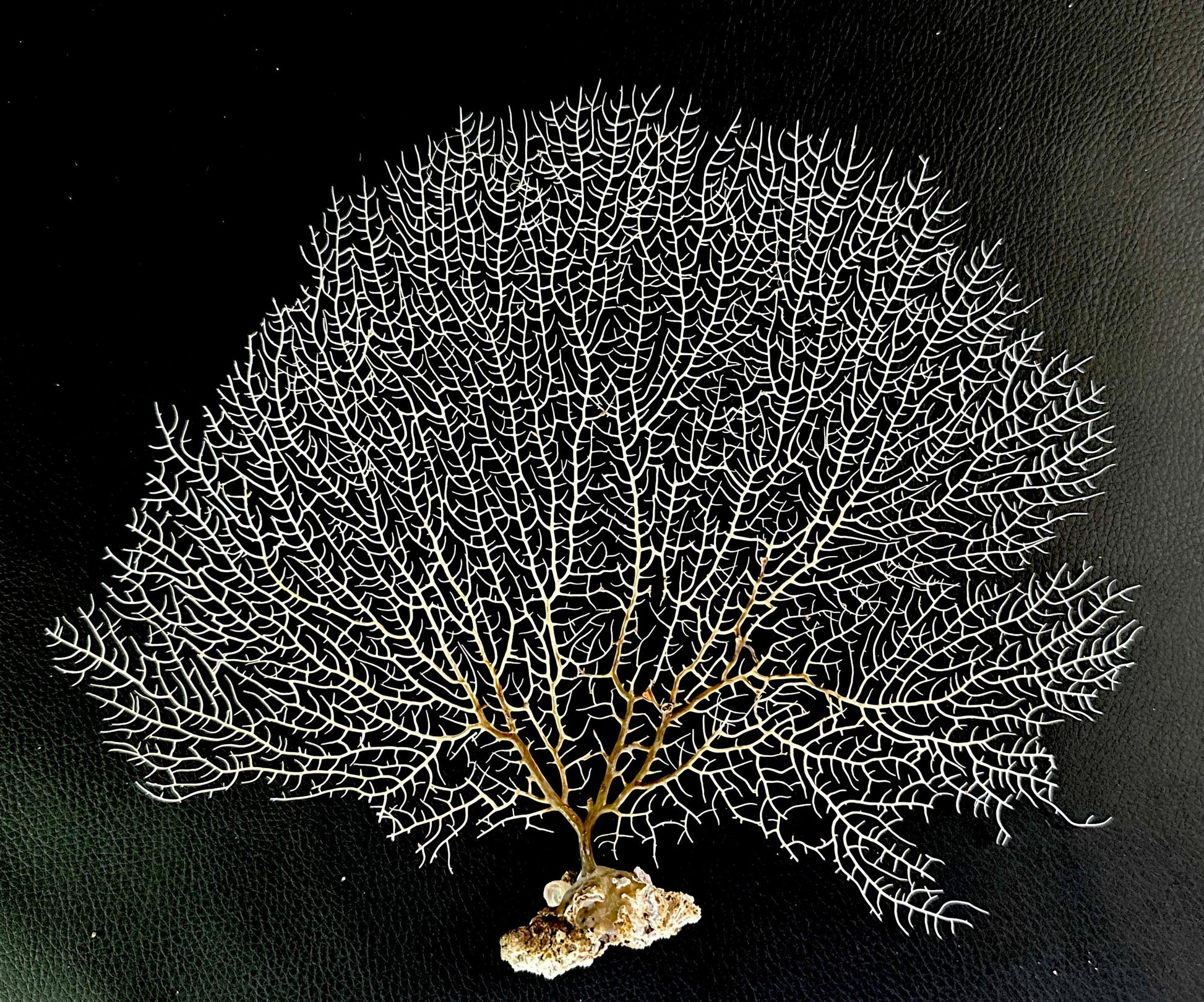 Natural Dried White Sea Fans (5"-20") *You Choose Size* Beach Coastal Décor