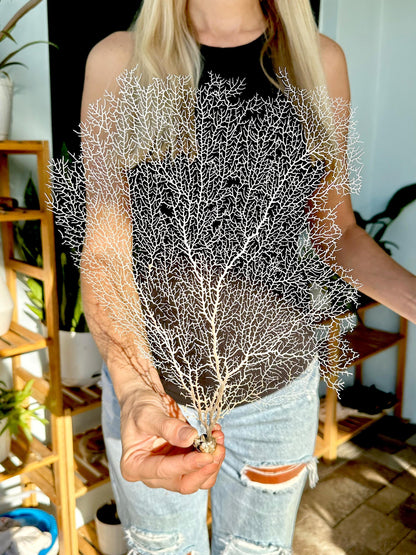 White 100% Natural Color Real Dried Sea Fans All Sizes 7-22" For Framing Ocean Reef Beach Coastal Décor Decoration Crafts Display