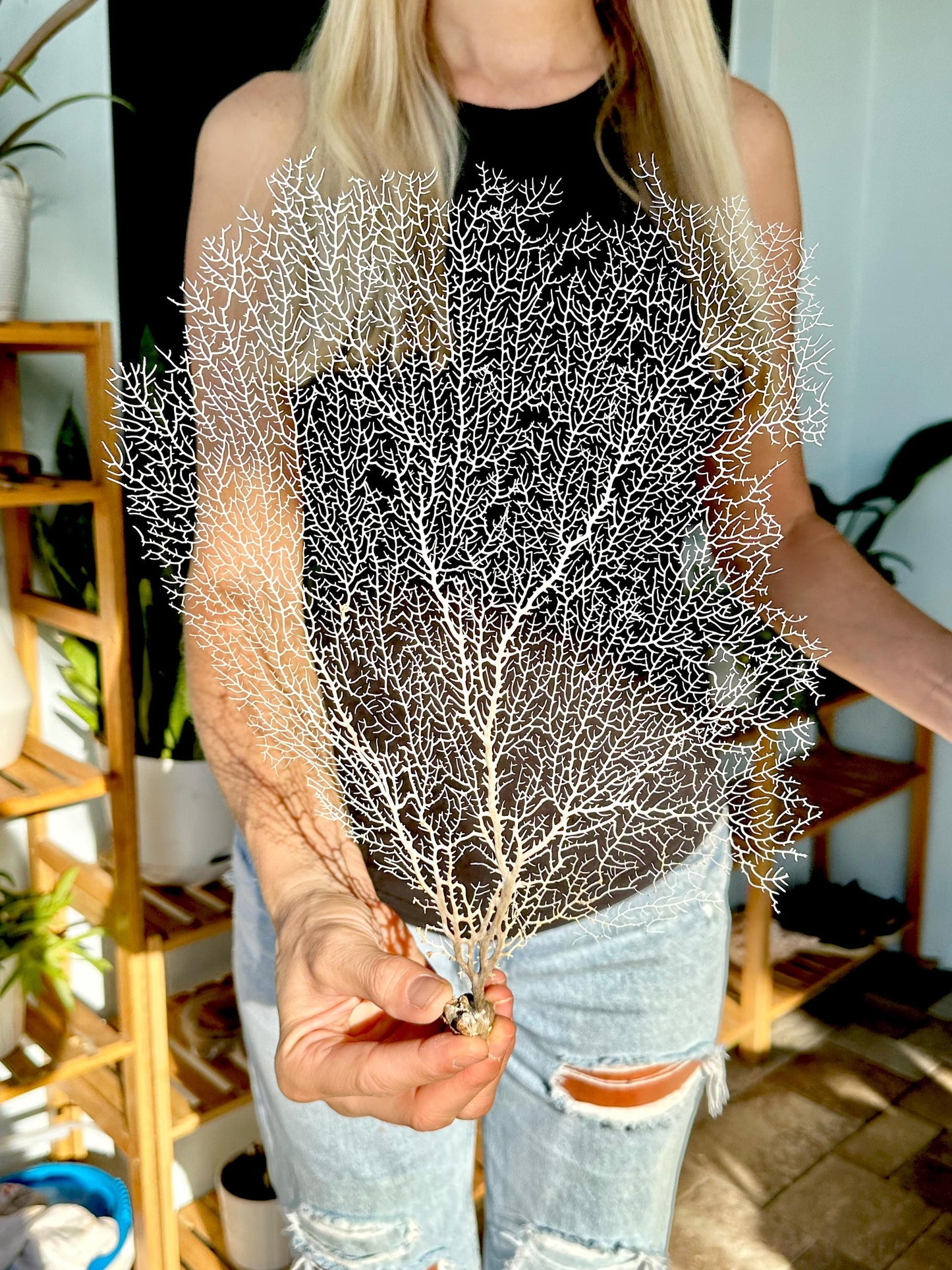 Natural Dried White Sea Fans (5"-20") *You Choose Size* Beach Coastal Décor