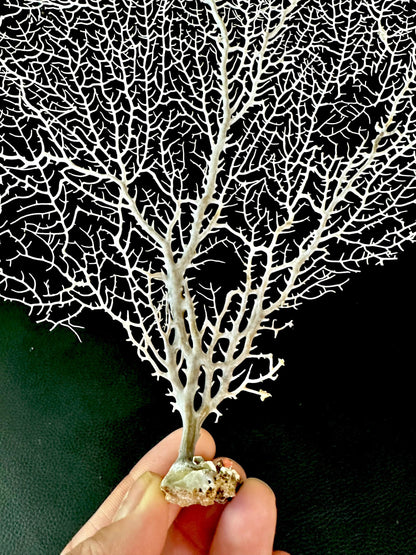 White 100% Natural Color Real Dried Sea Fans All Sizes 7-22" For Framing Ocean Reef Beach Coastal Décor Decoration Crafts Display