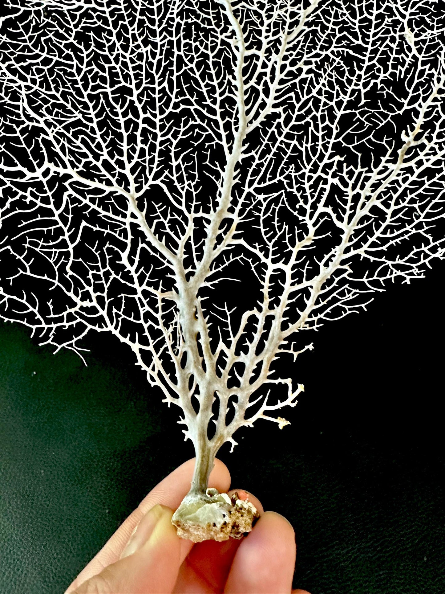 Natural Dried White Sea Fans (5"-20") *You Choose Size* Beach Coastal Décor