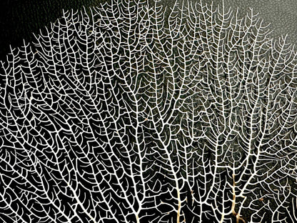 White 100% Natural Color Real Dried Sea Fans All Sizes 7-22" For Framing Ocean Reef Beach Coastal Décor Decoration Crafts Display