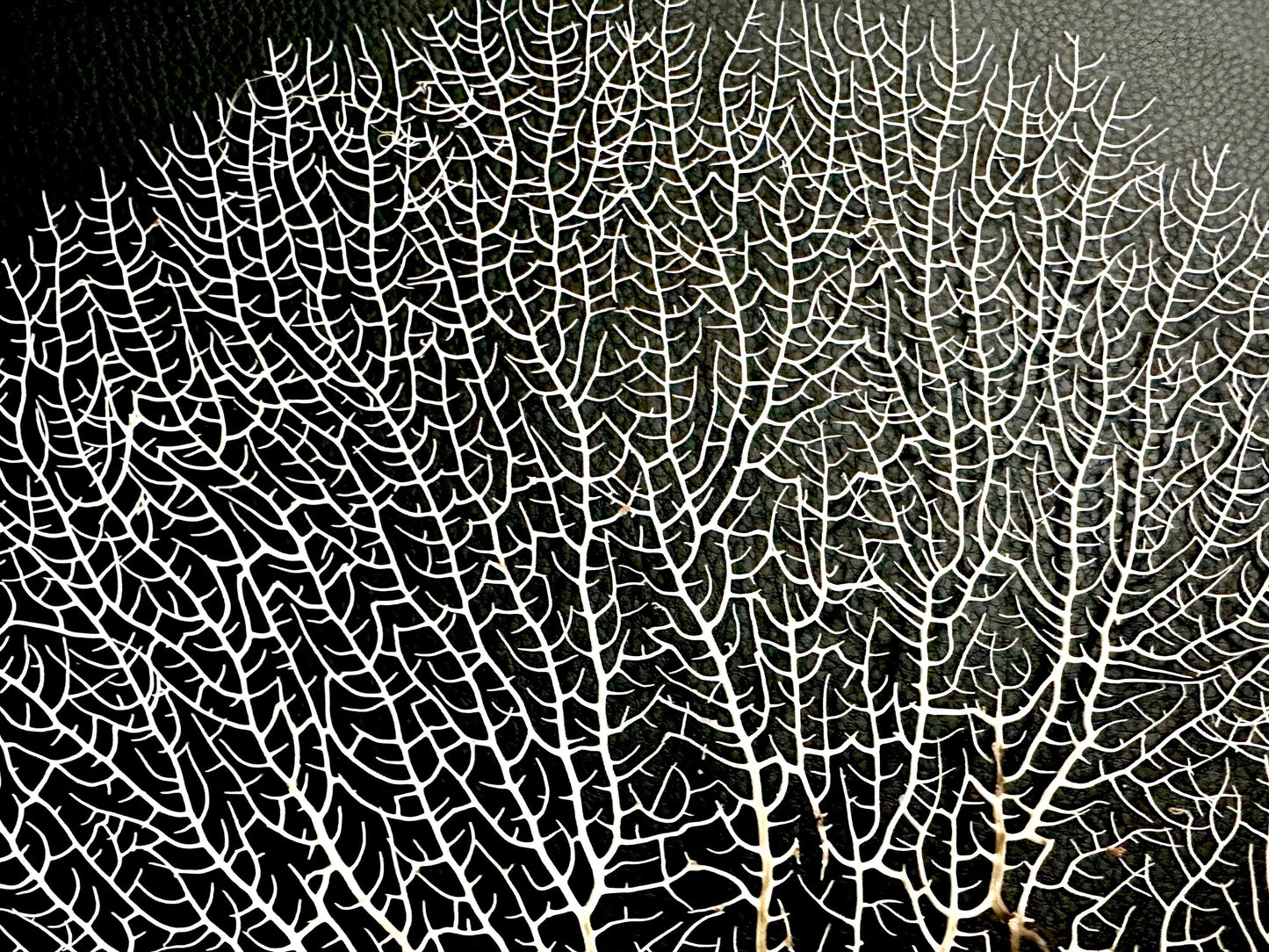 Natural Dried White Sea Fans (5"-20") *You Choose Size* Beach Coastal Décor