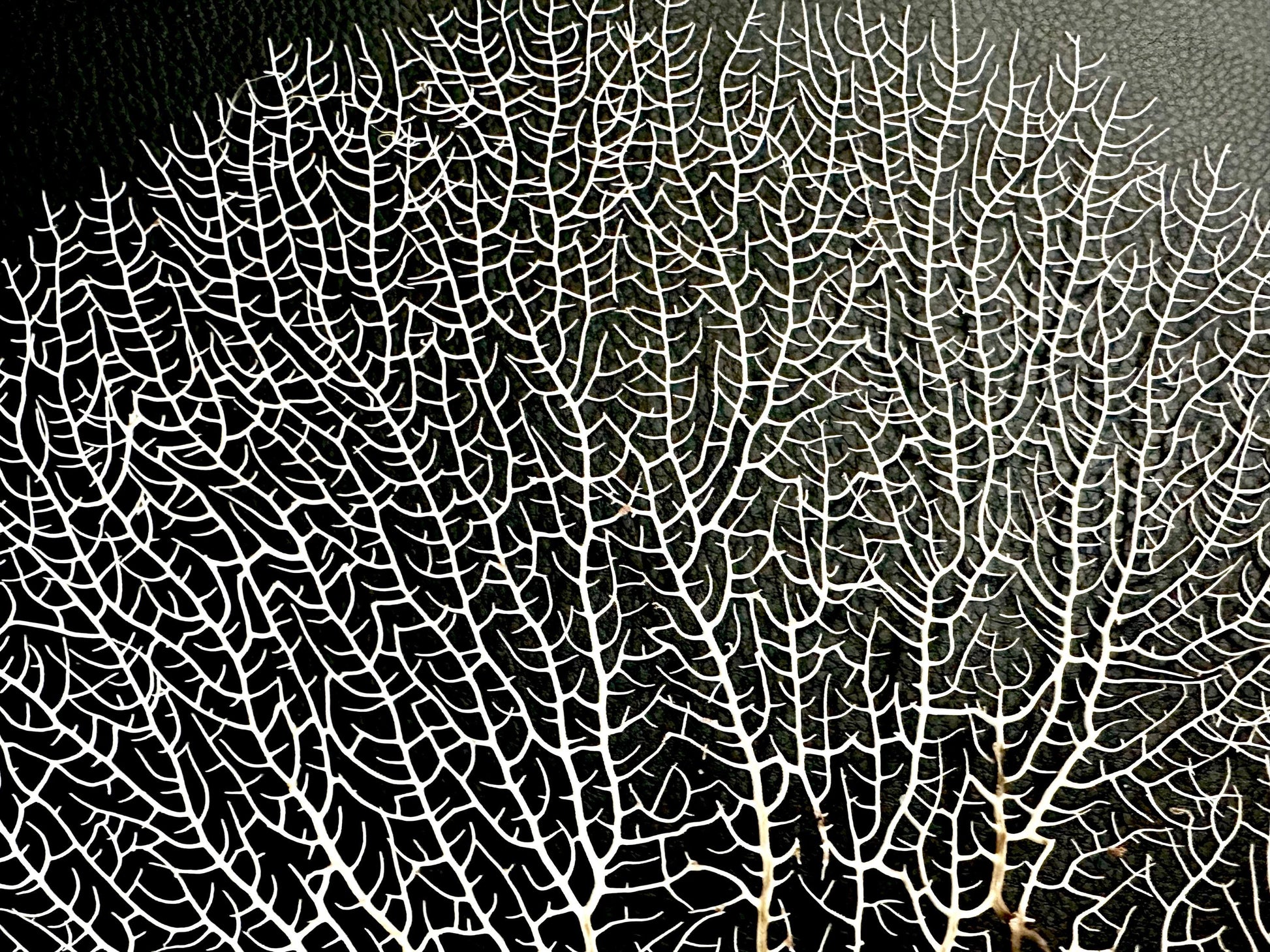 Natural Dried White Sea Fans (5"-20") *You Choose Size* Beach Coastal Décor