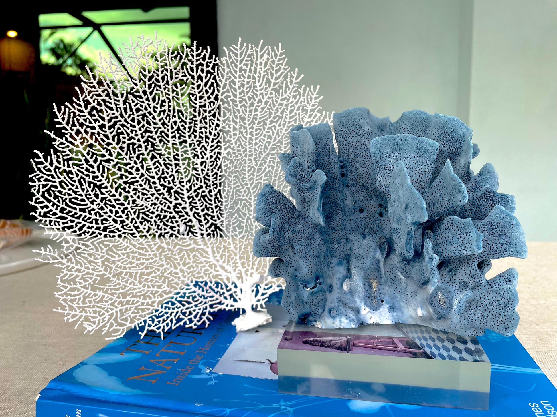 Natural Dried Real Sea Fans Painted WHITE 8-20" You Choose Size Ocean Reef Decoration Natural Beach Coastal Décor Display