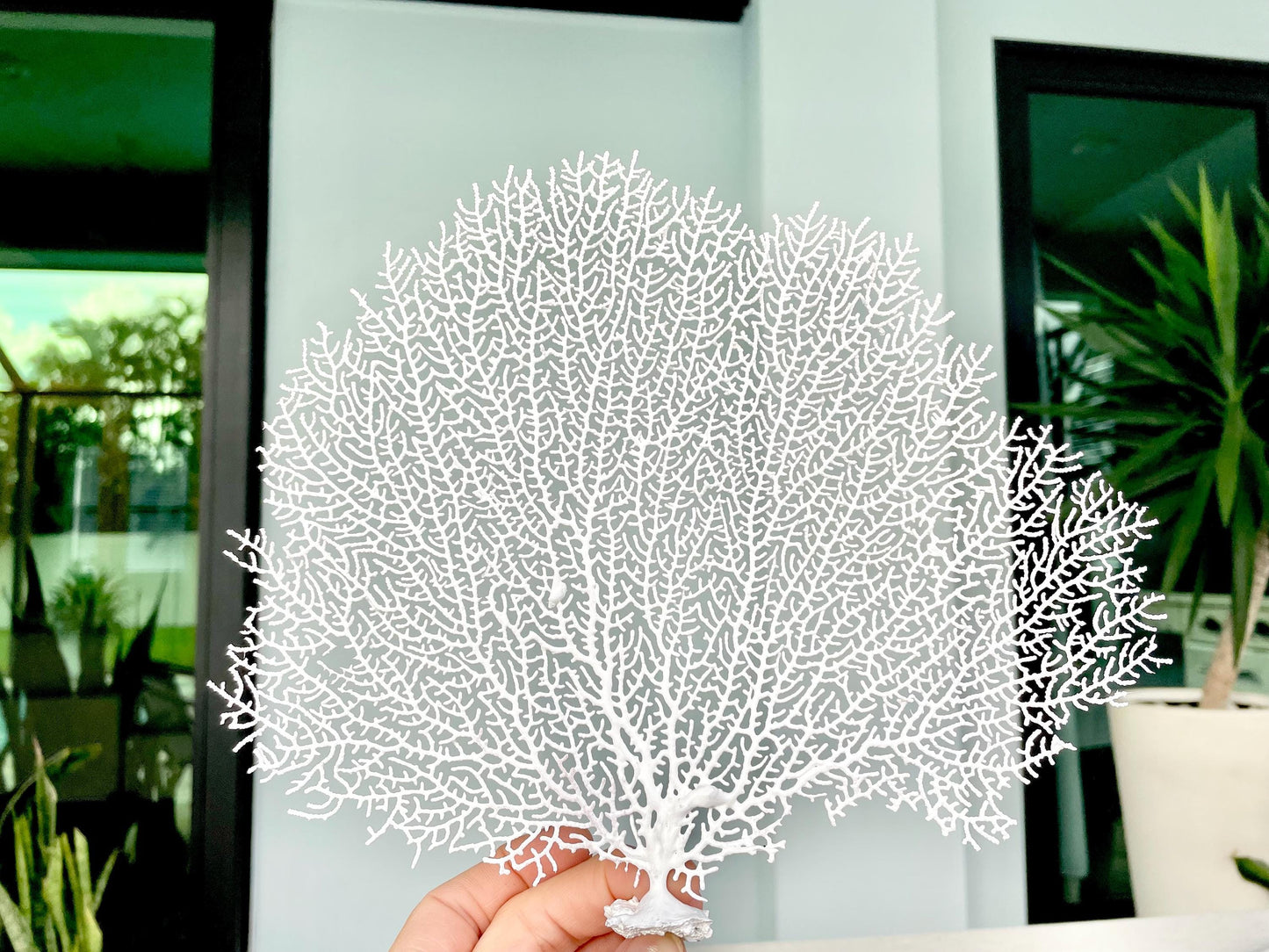 Natural Dried Real Sea Fans Painted WHITE 8-20" You Choose Size Ocean Reef Decoration Natural Beach Coastal Décor Display