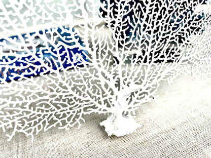 Natural Dried Real Sea Fans Painted WHITE 8-20" You Choose Size Ocean Reef Decoration Natural Beach Coastal Décor Display