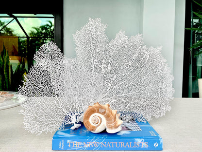 White Sea Fan 10-16" *You Choose Size* Natural Hand Painted Coastal Décor