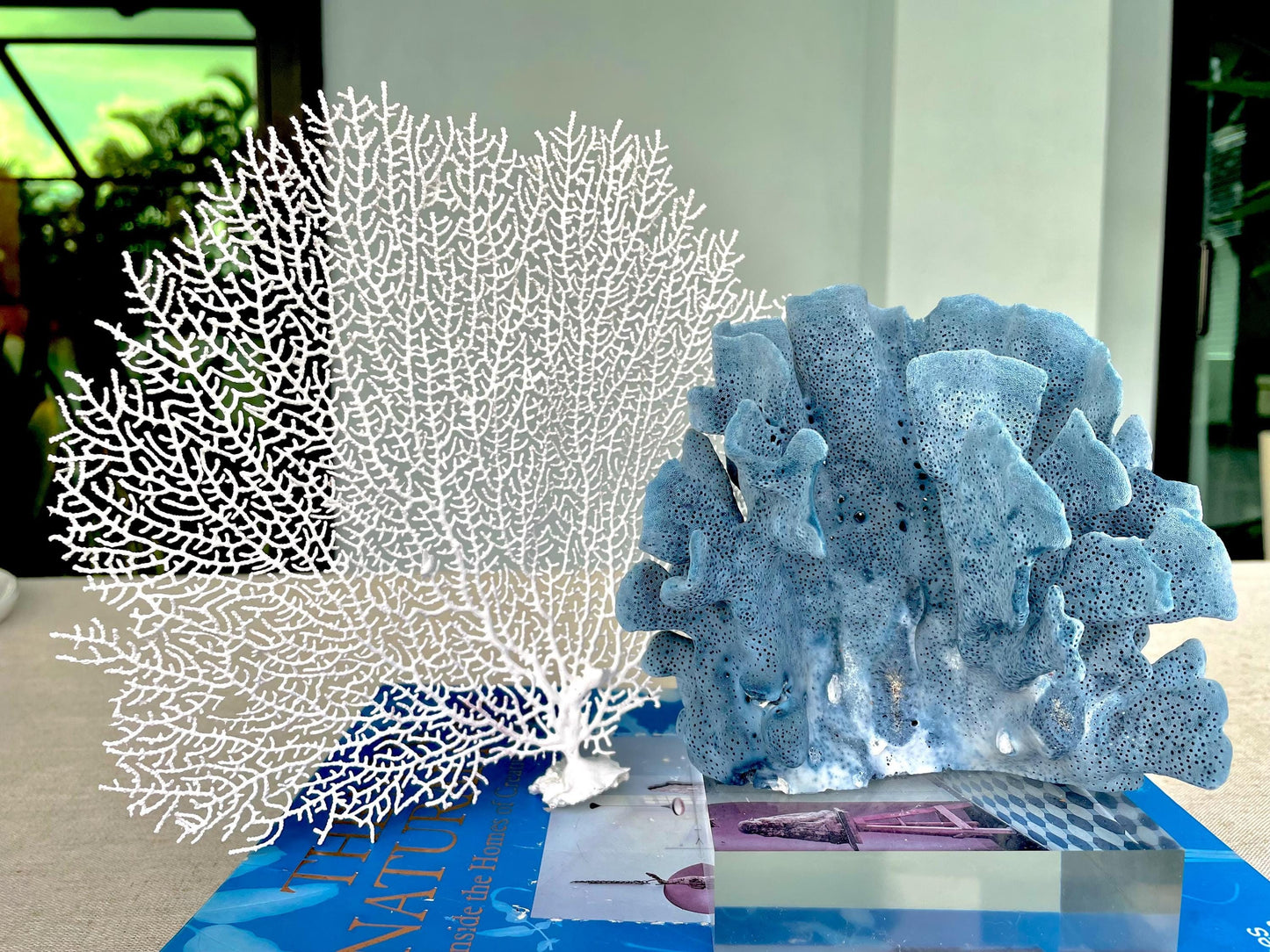 White Sea Fan (8-20") *You Choose Size* Natural Hand Painted Coastal Décor
