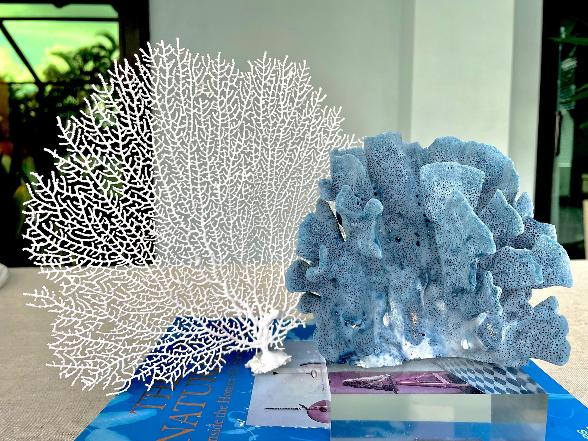 White Sea Fan (8-20") *You Choose Size* Natural Hand Painted Coastal Décor