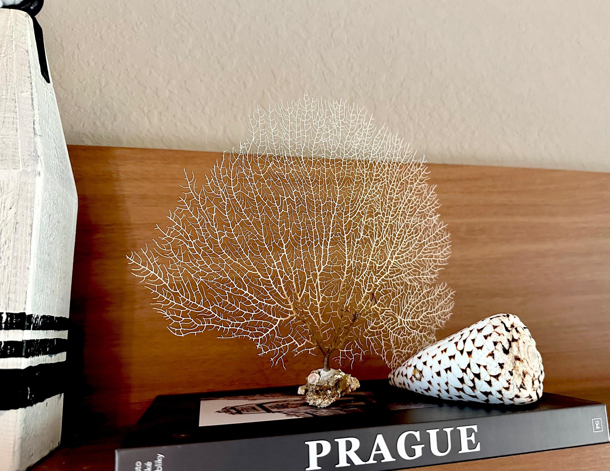Natural Dried White Sea Fans (5"-20") *You Choose Size* Beach Coastal Décor
