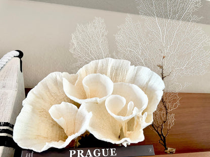 Natural Dried White Sea Fans (7"-20") *You Choose Size* Beach Coastal Décor