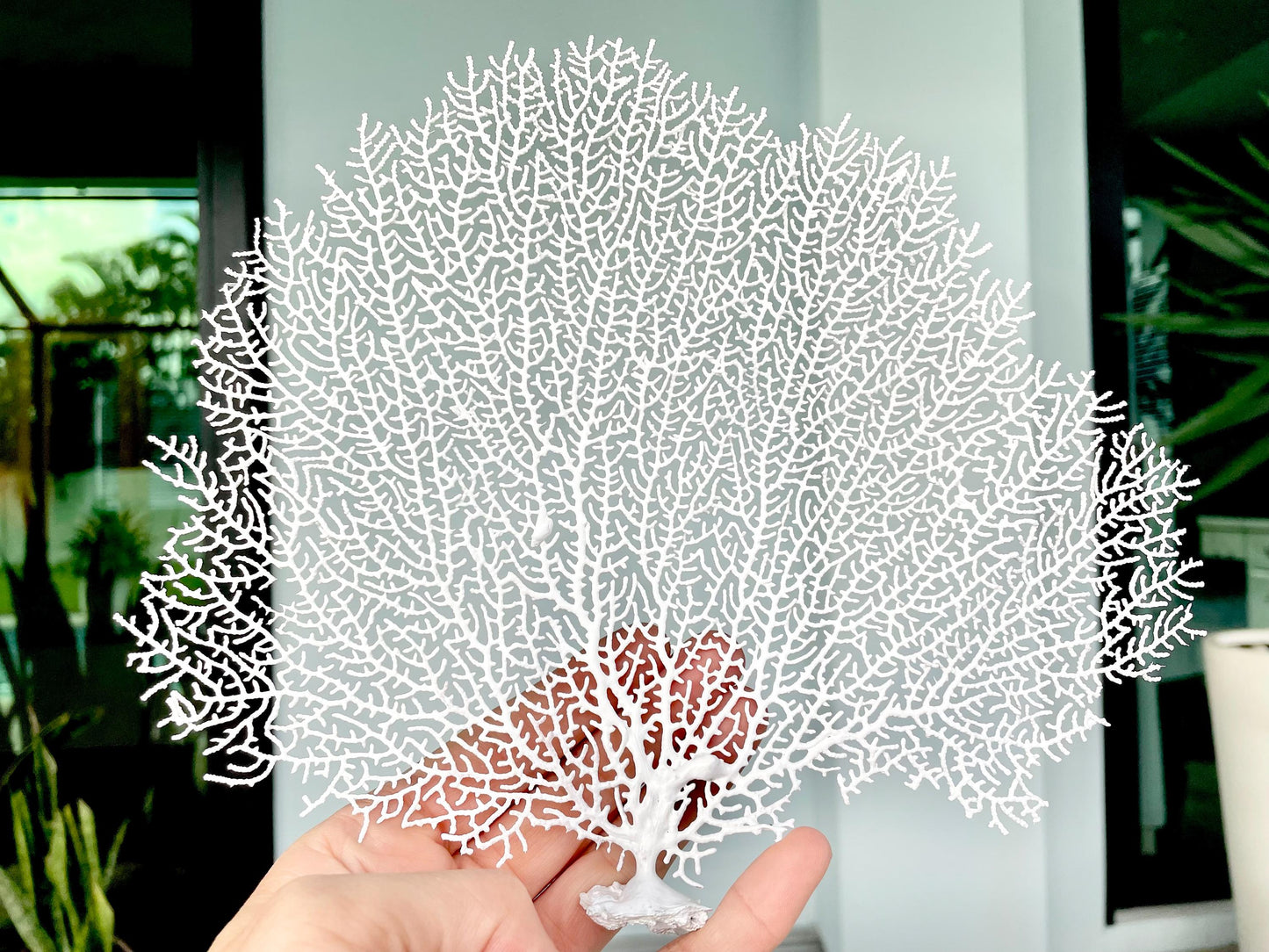 White Sea Fan 10-16" *You Choose Size* Natural Hand Painted Coastal Décor