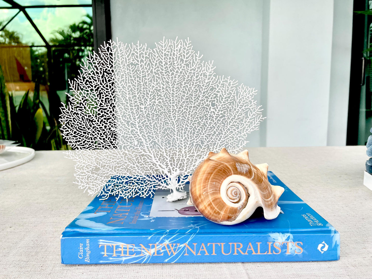 Natural Dried Real Sea Fans Painted WHITE 8-20" You Choose Size Ocean Reef Decoration Natural Beach Coastal Décor Display