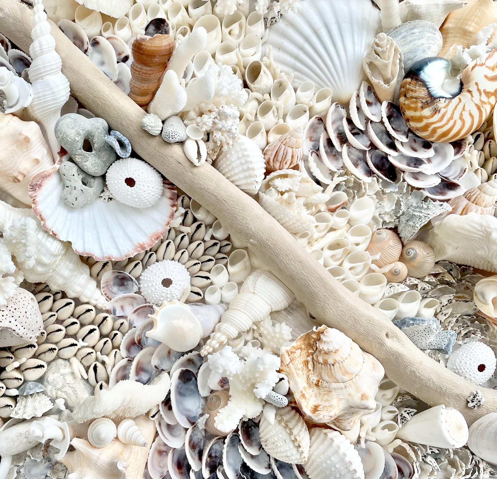 Handmade Coastal Shell Wall Art -Natural Driftwood & Shells, Blue White 24-30" Square