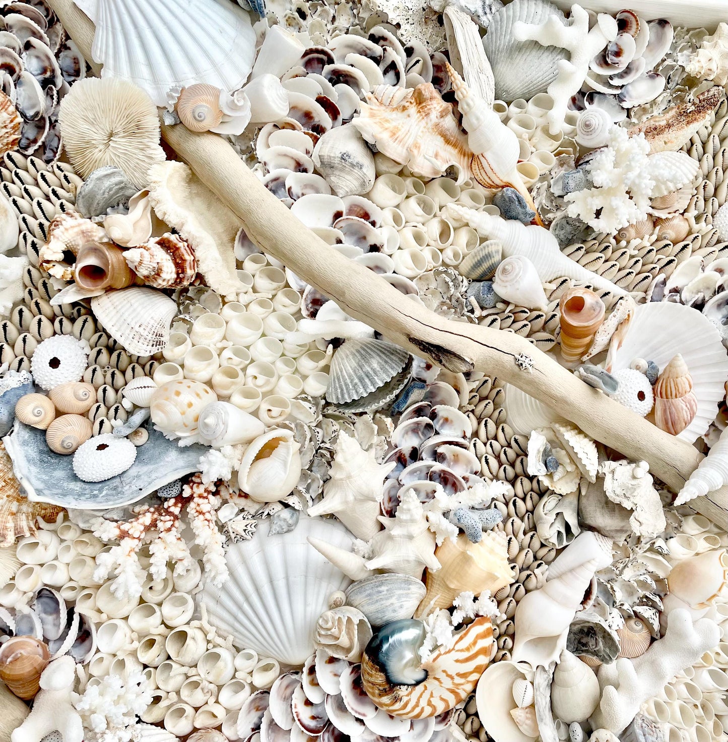 Handmade Coastal Shell Wall Art Natural Driftwood Seashells 24" or 30" Square Seashell Coral Beach Lake Décor Blue Grey White Beige Sanibel
