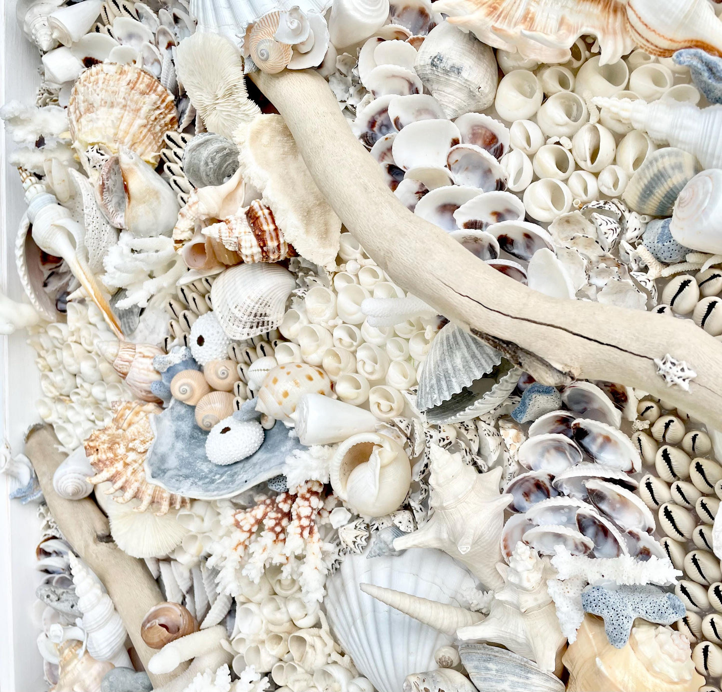 Handmade Coastal Shell Wall Art Natural Driftwood Seashells 24" or 30" Square Seashell Coral Beach Lake Décor Blue Grey White Beige Sanibel