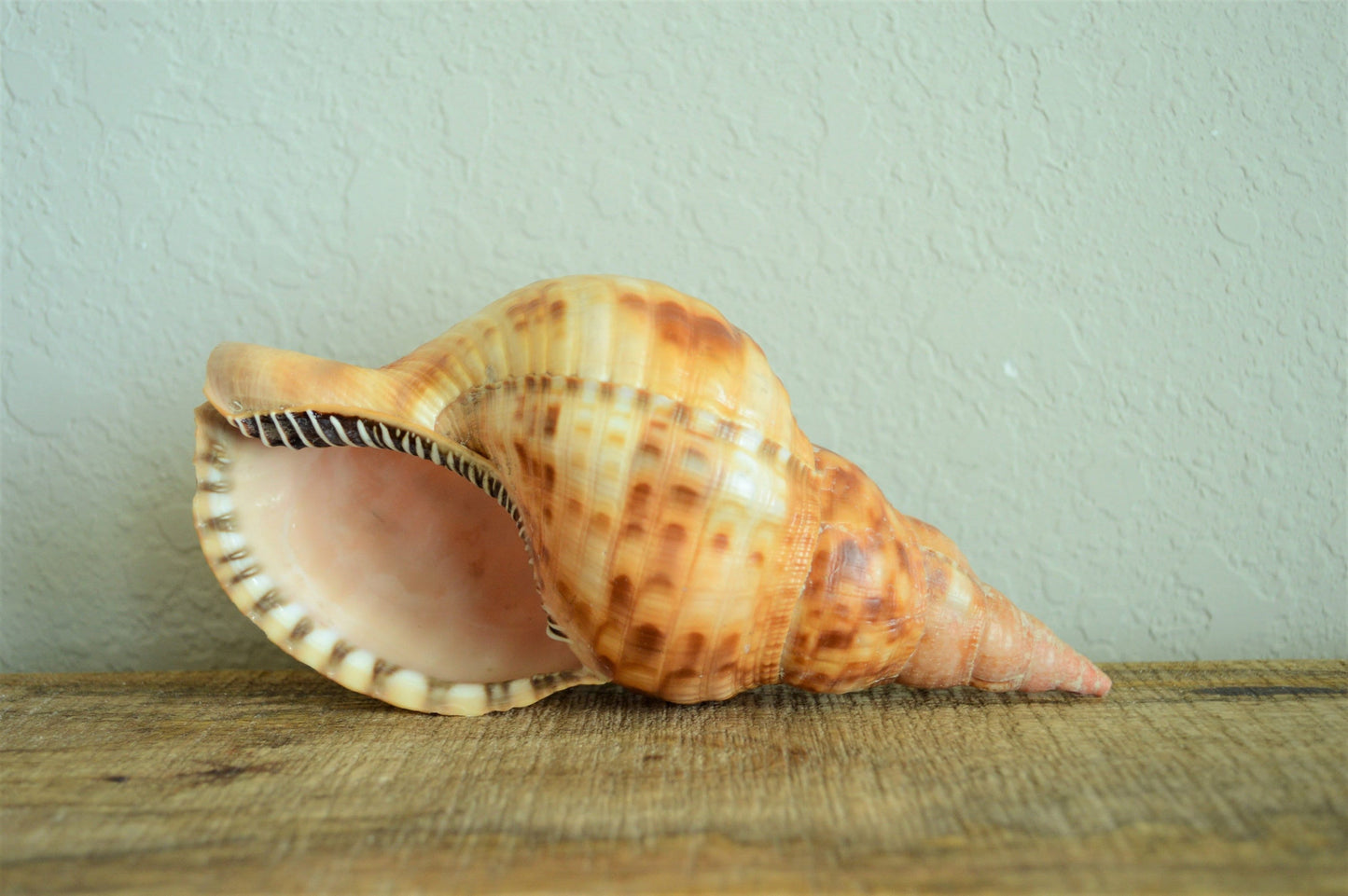 CARIBBEAN TRITON TRUMPET *Rare Orange Blonde Color* Display Seashell