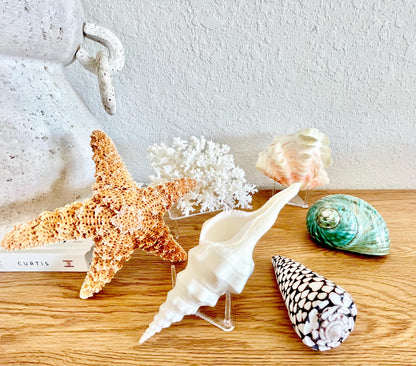 Small Clear Lucite Acrylic Display Stand 3.5 x 2.5 x 1.5 For Mounting Seashells Stones, corals, and more... 4 Leg Riser