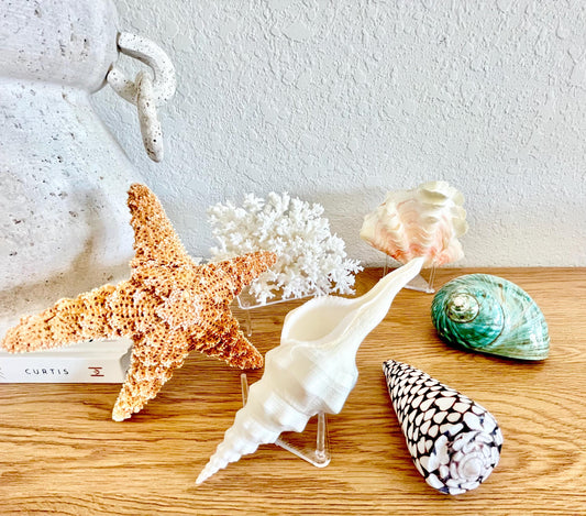 Small Clear Lucite Acrylic Display Stand 3.5 x 2.5 x 1.5 For Mounting Seashells Stones, corals, and more... 4 Leg Riser