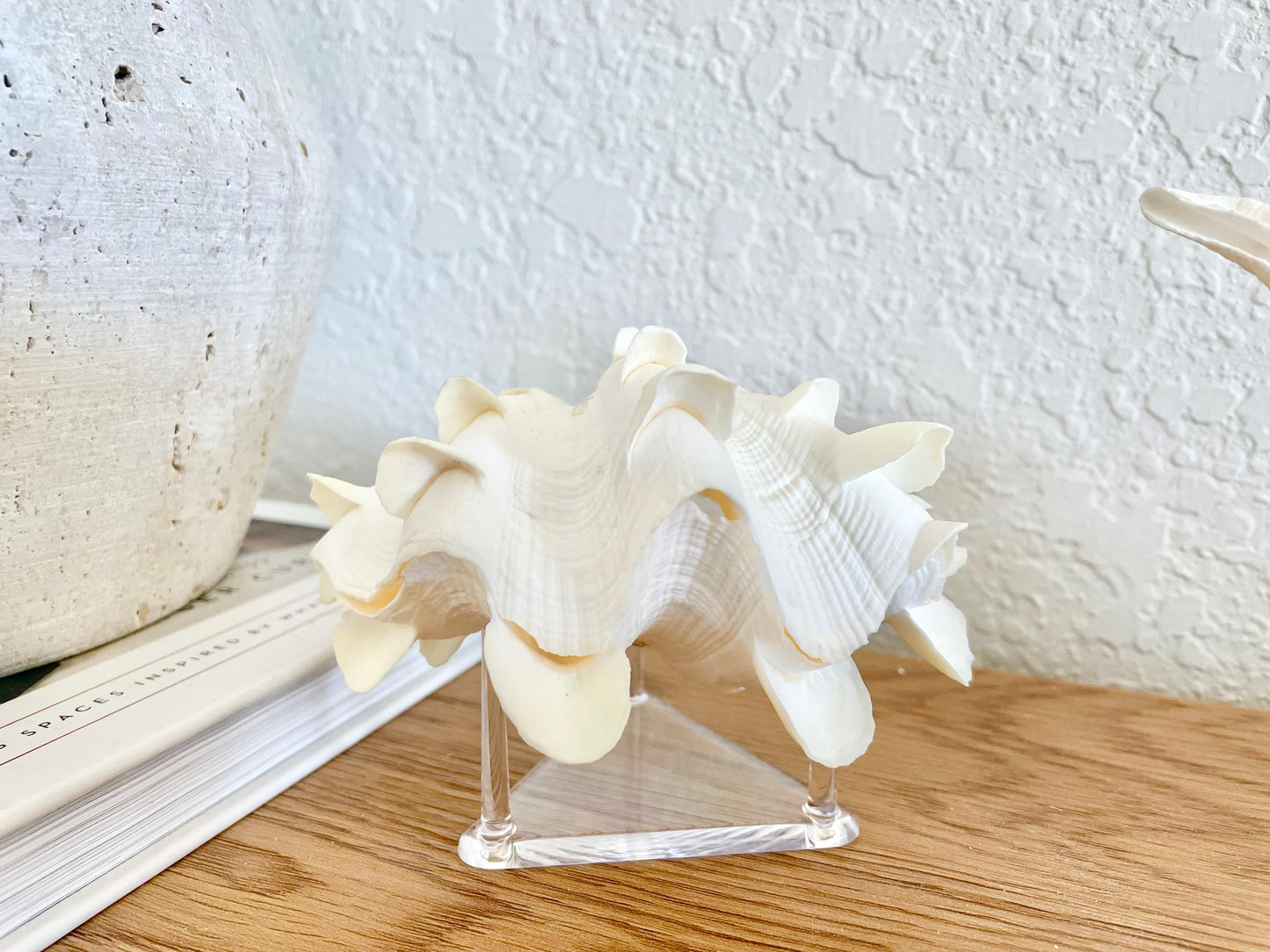 Triangle Small Clear Lucite Acrylic Display Stand 2.5 x 2.5 x 1.5" For Mounting Sea shells stones, corals, and more... 3 Leg Riser