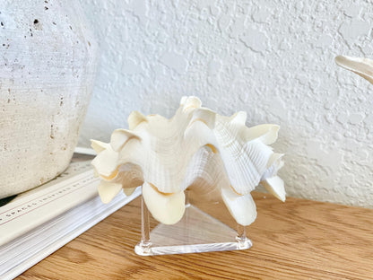 Triangle Small Clear Lucite Acrylic Display Stand 2.5 x 2.5 x 1.5" For Mounting Sea shells stones, corals, and more... 3 Leg Riser