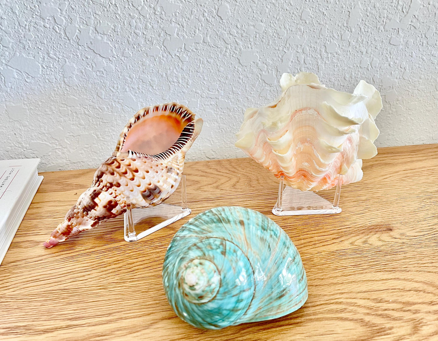 Triangle Small Clear Lucite Acrylic Display Stand 2.5 x 2.5 x 1.5" For Mounting Sea shells stones, corals, and more... 3 Leg Riser