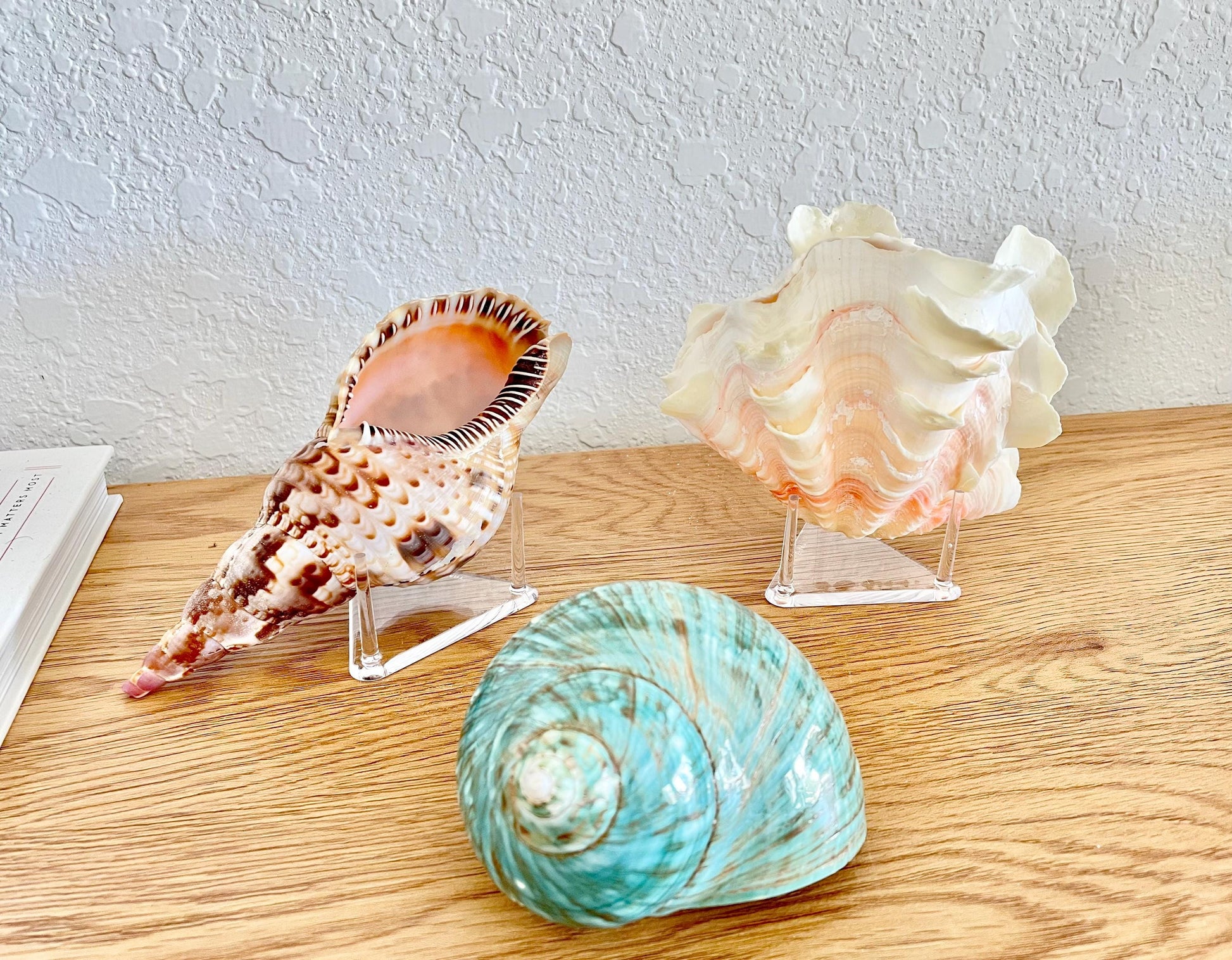 Triangle Small Clear Lucite Acrylic Display Stand 2.5 x 2.5 x 1.5" For Mounting Sea shells stones, corals, and more... 3 Leg Riser