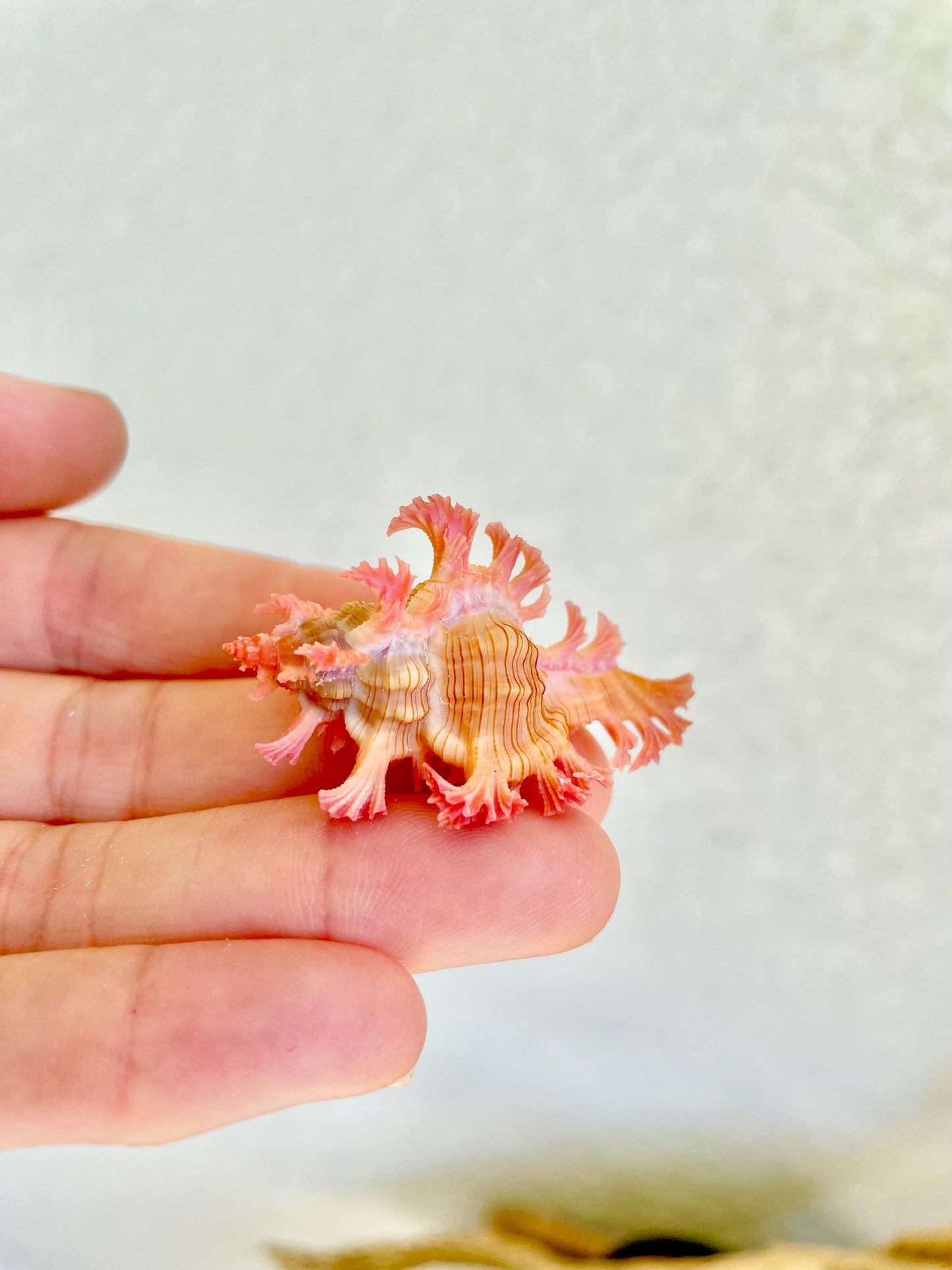 MUREX ACULEATUS Shell *All Sizes* Rare Natural Pink Pendant Display Real Seashell Collectors Coastal Décor Home Beach Nautical