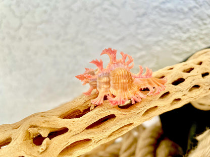 MUREX ACULEATUS Shell *All Sizes* Rare Natural Pink Pendant Display Real Seashell Collectors Coastal Décor Home Beach Nautical