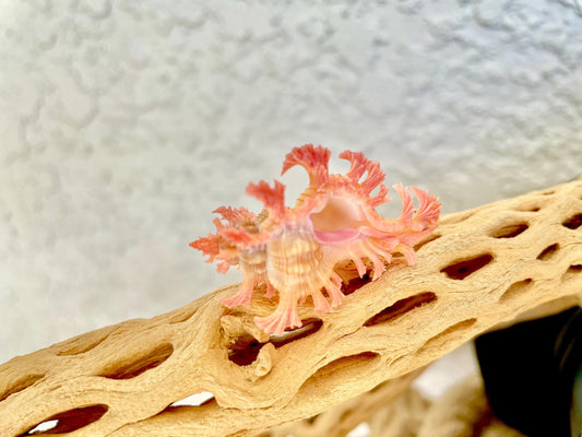 MUREX ACULEATUS Shell *1.5-2"* Rare Natural Pink Pendant Display Real Seashell Collectors Coastal Décor Home Beach Nautical