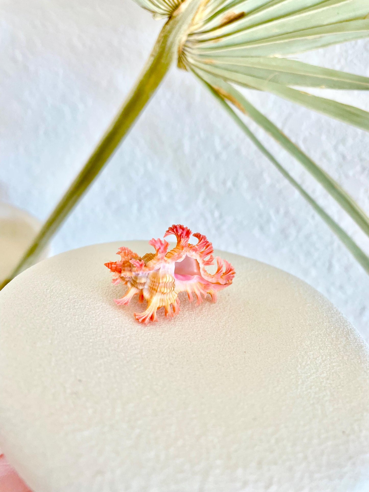 MUREX ACULEATUS Shell *All Sizes* Rare Natural Pink Pendant Display Real Seashell Collectors Coastal Décor Home Beach Nautical